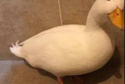 娱乐吃瓜鸭鸭鸭视频,鸭鸭鸭鸭视频带你领略娱乐圈新鲜事