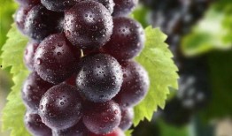 香印葡萄爆料怎么做视频,轻松打造美味分享短视频