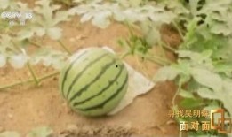 新疆吃瓜网红事件真相,揭秘背后真相与网络舆论的反思