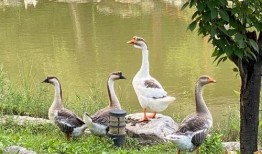 娱乐吃瓜小羊,揭秘娱乐圈那些不为人知的幕后故事