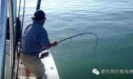 爆料钓鱼真相大全视频播放,揭秘网络钓鱼的常见手段与防范技巧