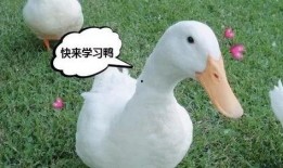 娱乐吃瓜鸭鸭鸭视频,鸭鸭鸭鸭视频带你领略娱乐圈新鲜事