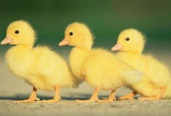 黄焖鸡爆料乌鸦视频播放,乌鸦视频播放背后的惊人真相