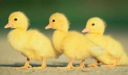 黄焖鸡爆料乌鸦视频播放,乌鸦视频播放背后的惊人真相