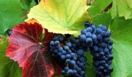 香印葡萄爆料怎么做视频,轻松打造美味分享短视频