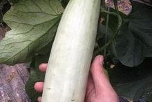 小时候吃的网红瓜,甜蜜滋味，回忆满满