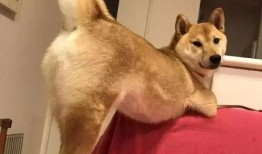 盾狗爆料视频,视频内容深度解析