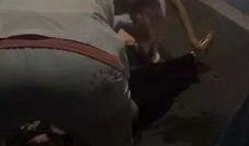 网友爆料男人打女人视频