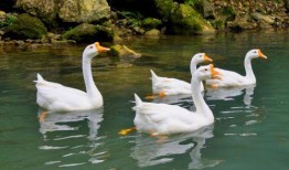 娱乐吃瓜酱鹅,揭秘娱乐圈那些不为人知的幕后故事