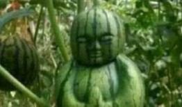 新疆吃瓜网红事件真相,揭秘背后真相与网络舆论的反思